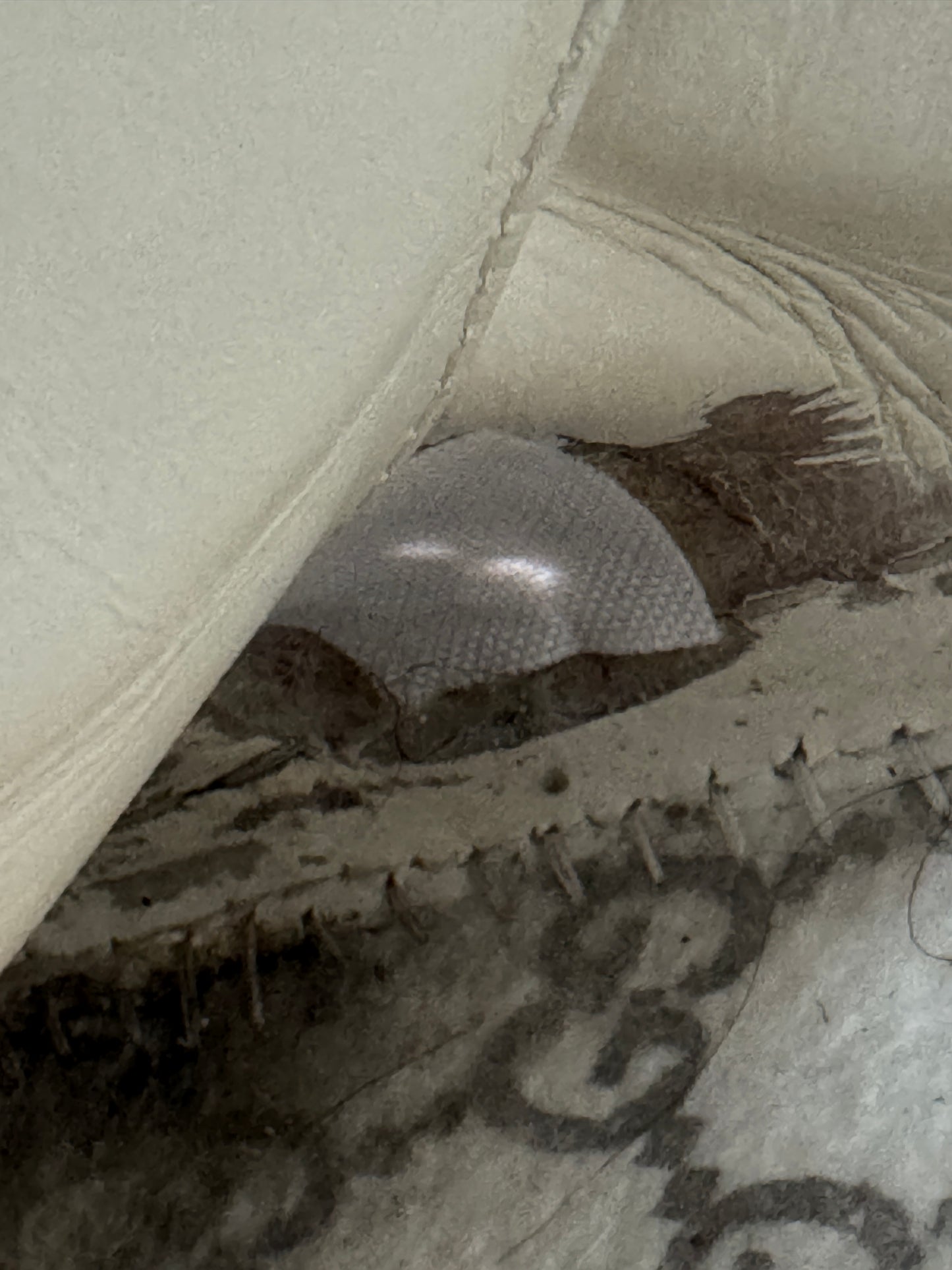 GUCCI Ace Bee's Men's Sneakers 9EU (Women's 42EU)